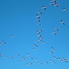 Ein Flamingoschwarm über der Camargue