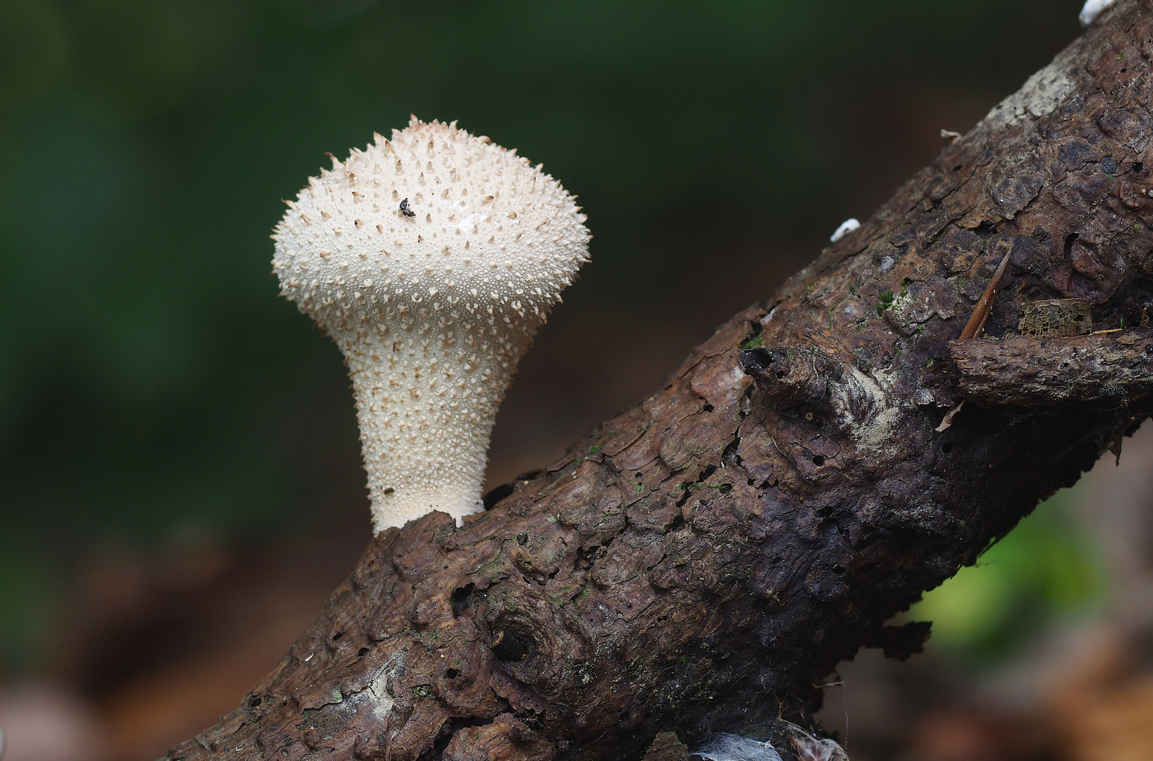 Ein Flaschen-Stäubling