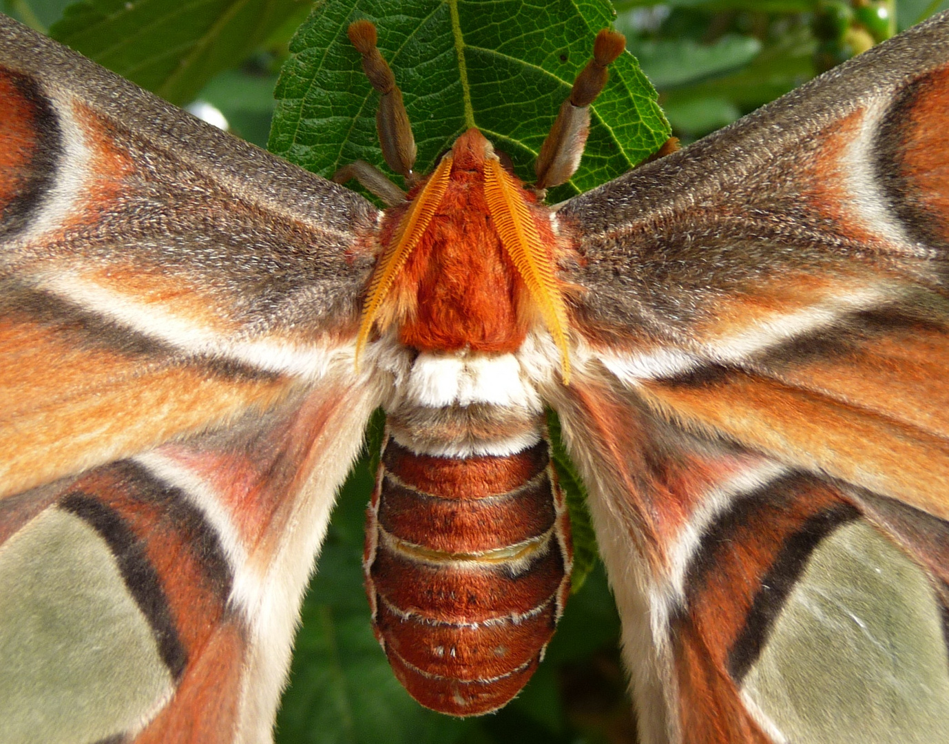 Ein flauschiger Geselle