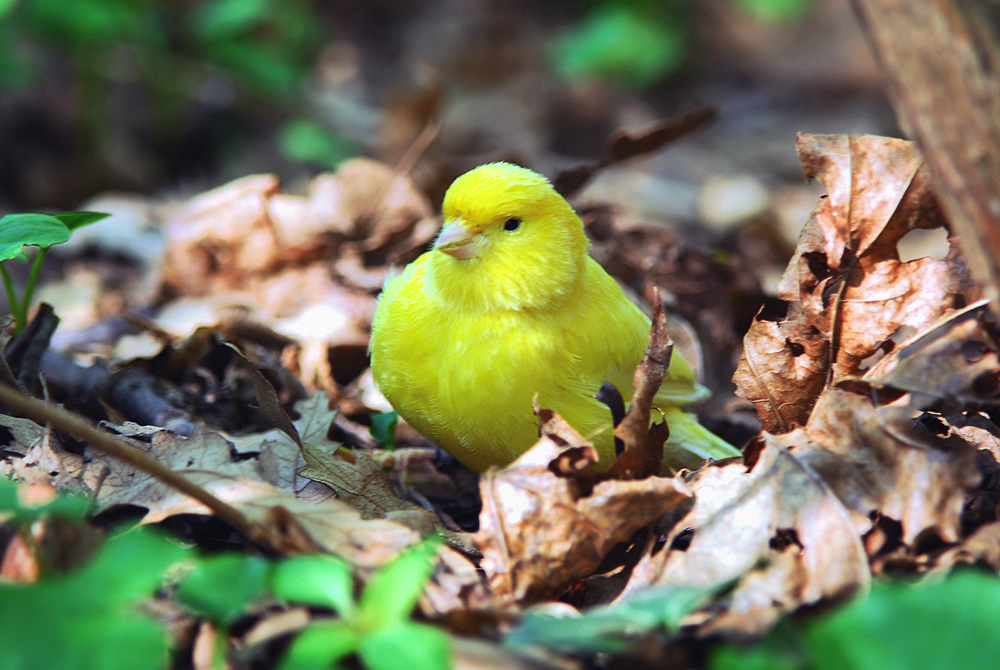 Ein flauschiger Ostergruß