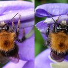 Ein flauschiger Pelz - und sogar frisch gebürstet