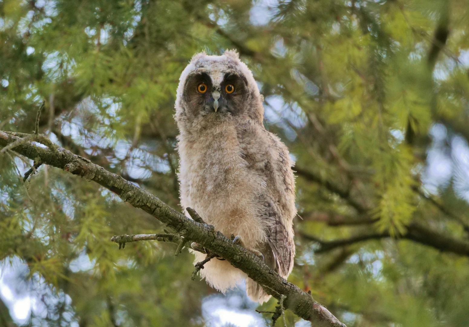 Ein flauschiges Erlebnis - junge Waldohreule