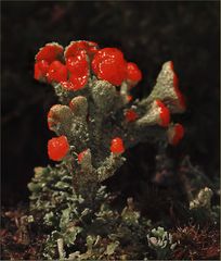 Flechten (Cladonia)