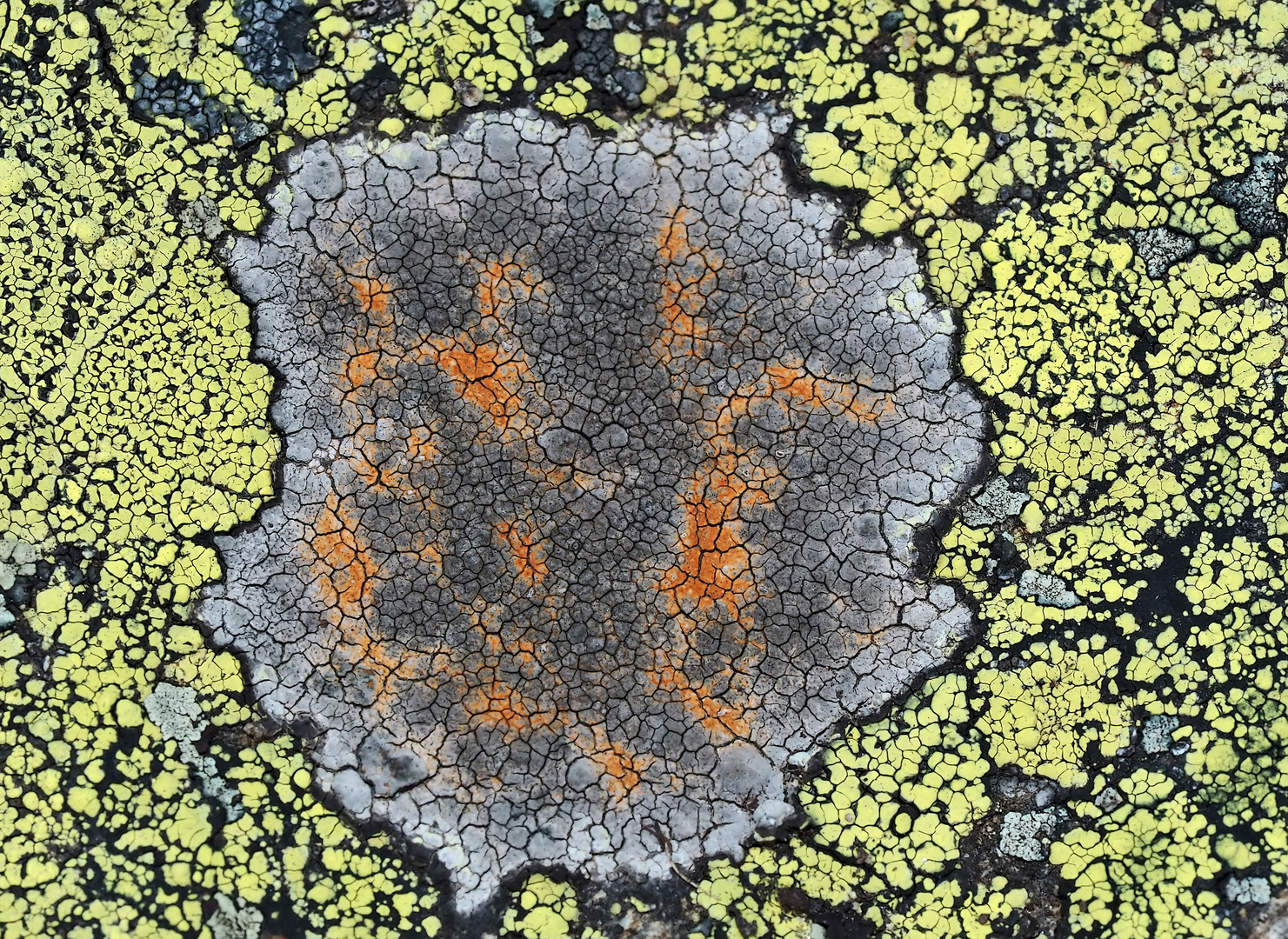 Ein Flechten-Kunstwerk! - Une oeuvre d'art faite de lichens...