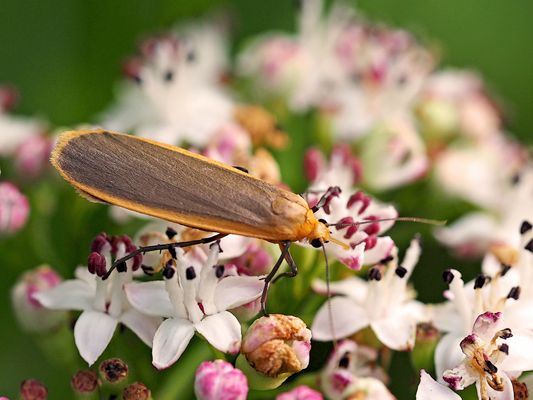 Ein Flechtenbärchen schnuppert an feinen Blüten ...