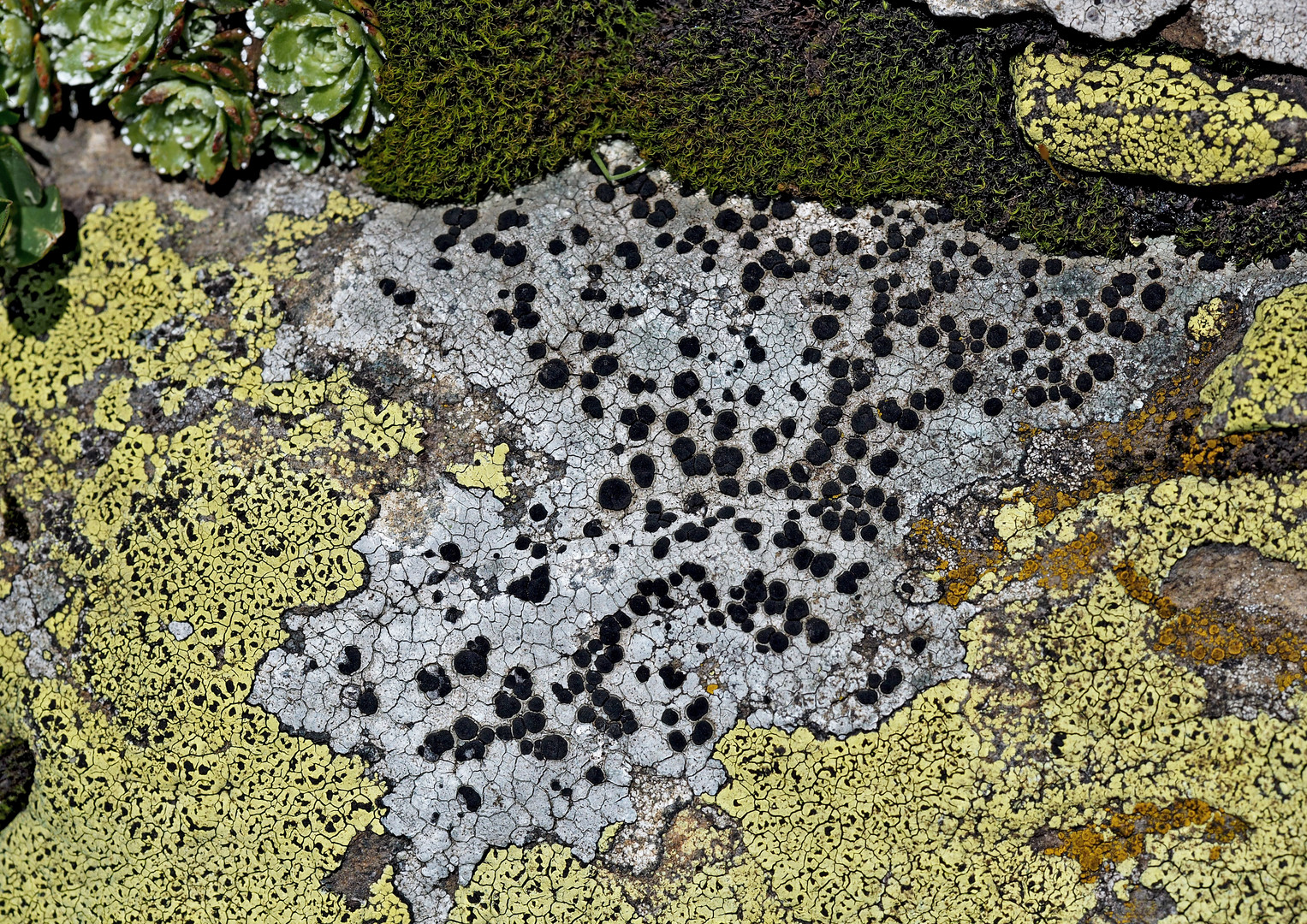 Ein Flechtenkunstwerk von Mutter Natur! - Lichens: une oeuvre d'art de mère nature!