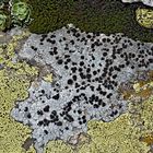 Ein Flechtenkunstwerk von Mutter Natur! - Lichens: une oeuvre d'art de mère nature!