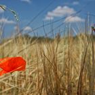 Ein Fleck im Kornfeld