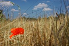 Ein Fleck im Kornfeld