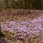 Ein Fleckchen Frühling...