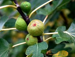 Ein fleissiger Baum