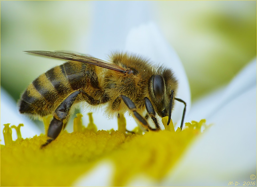 Ein fleißiges Bienchen....