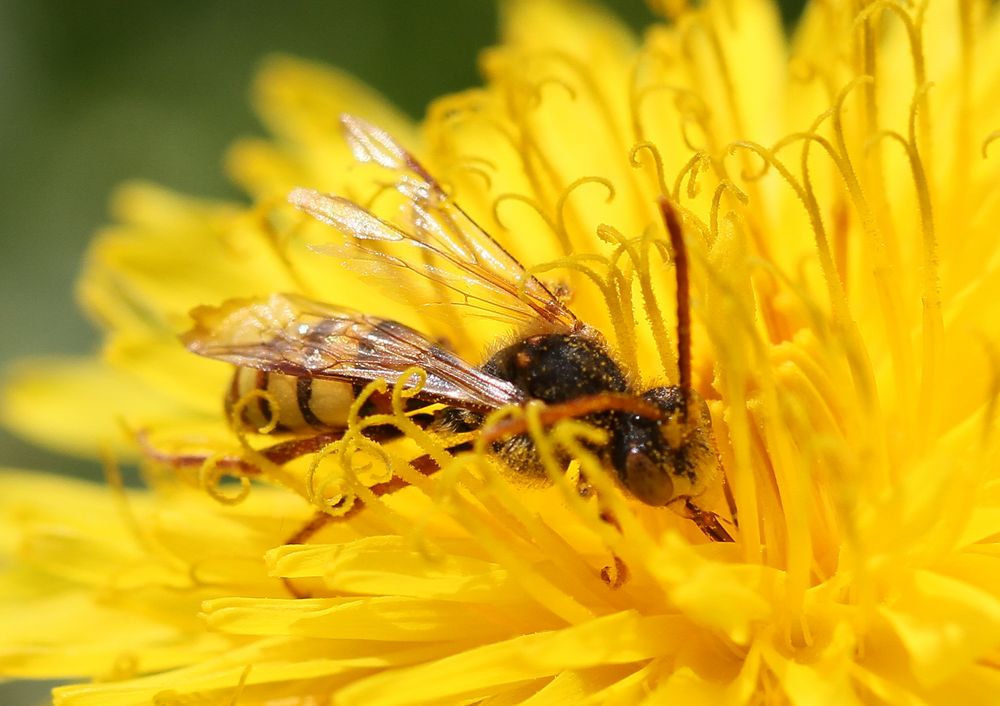 ein fleißiges Bienchen