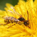 ein fleißiges Bienchen