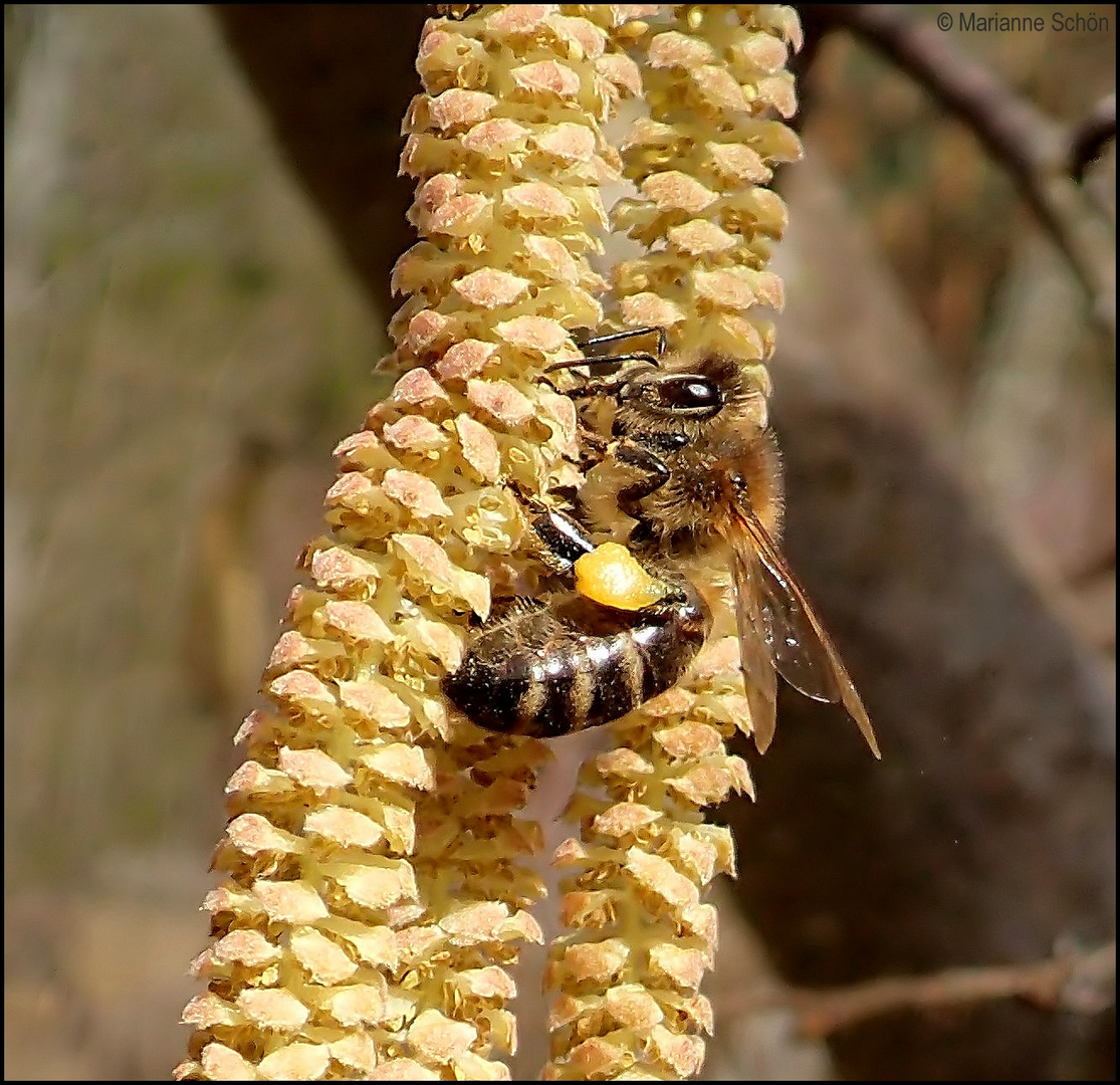 Ein fleißiges Bienchen...