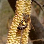 Ein fleißiges Bienchen...