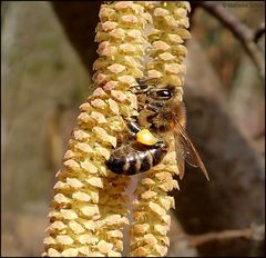 Ein fleißiges Bienchen...