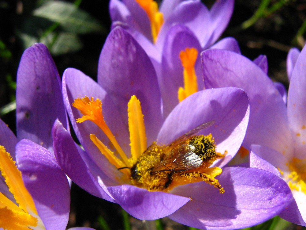 Ein fleißiges Bienchen