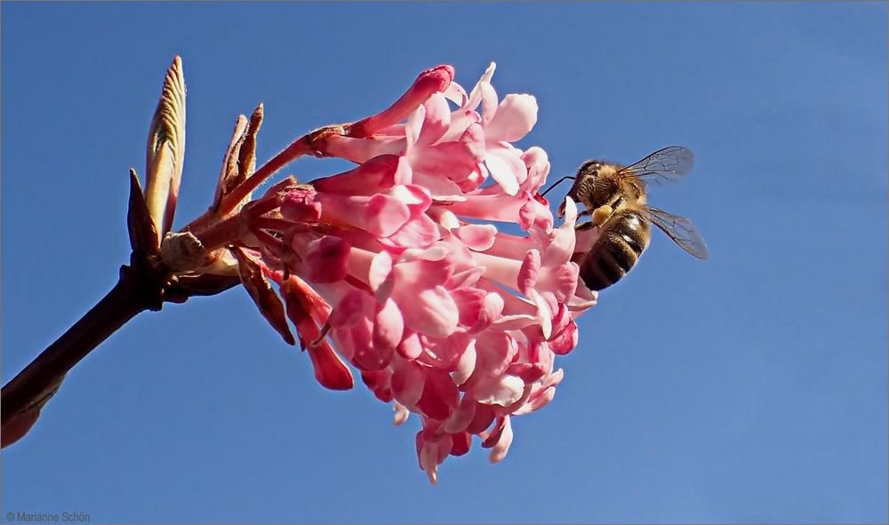 Ein fleißiges Bienchen...