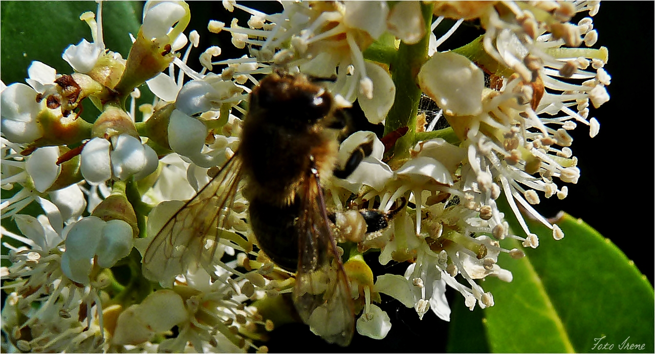 ein fleißiges Bienchen...