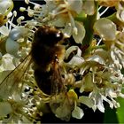 ein fleißiges Bienchen...