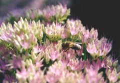 ein fleißiges Bienchen