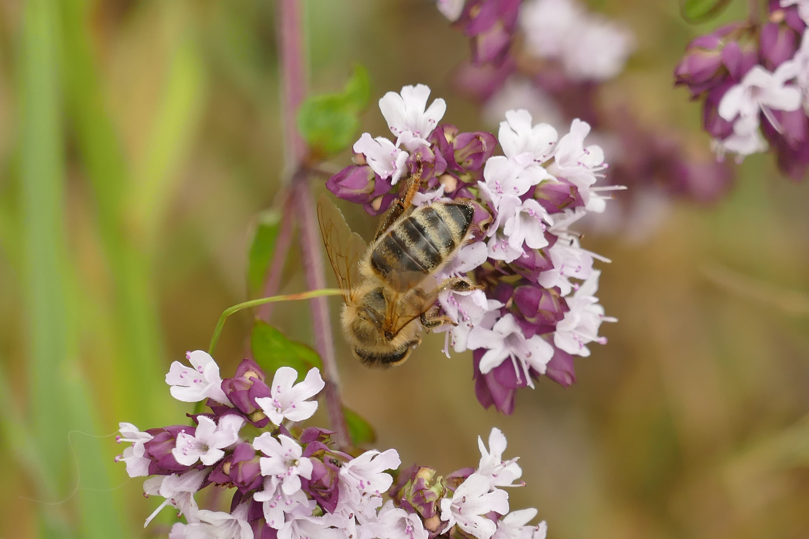 Ein fleißiges Bienchen