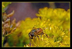 Ein fleißiges Bienchen