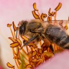 ein fleißiges Bienchen
