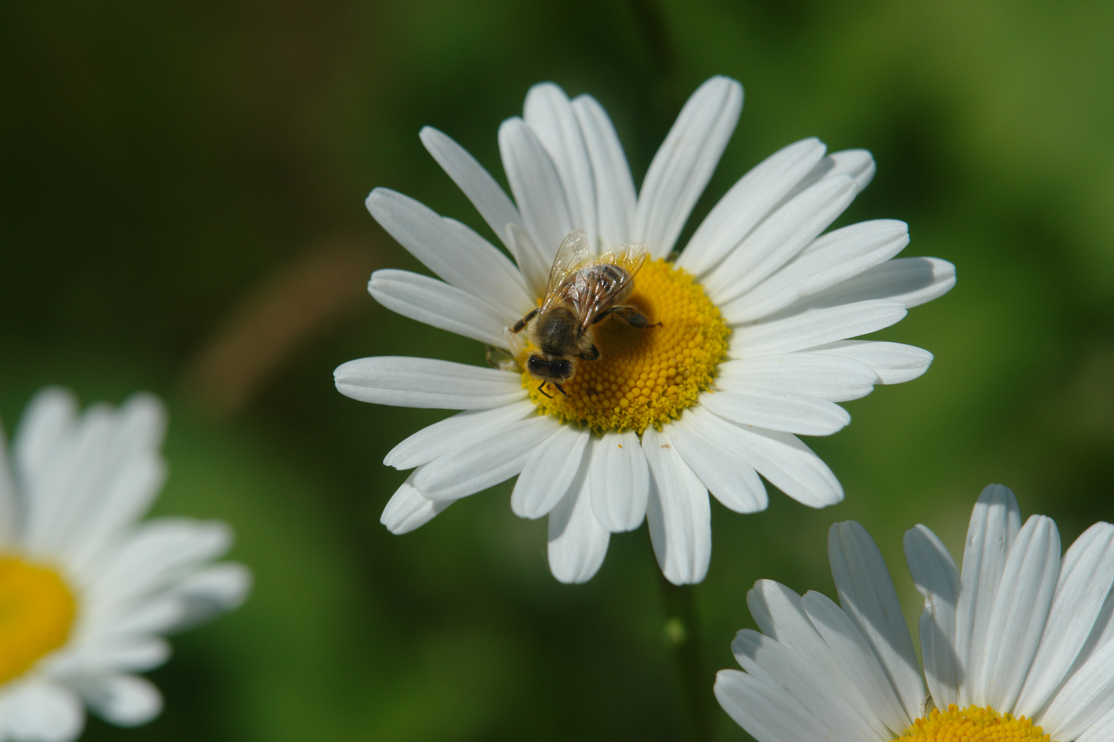 ein fleißiges Bienchen