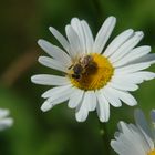 ein fleißiges Bienchen