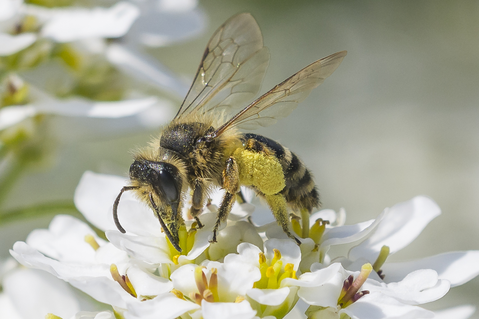 Ein fleißiges Bienchen am Tag der Arbeit