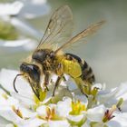 Ein fleißiges Bienchen am Tag der Arbeit