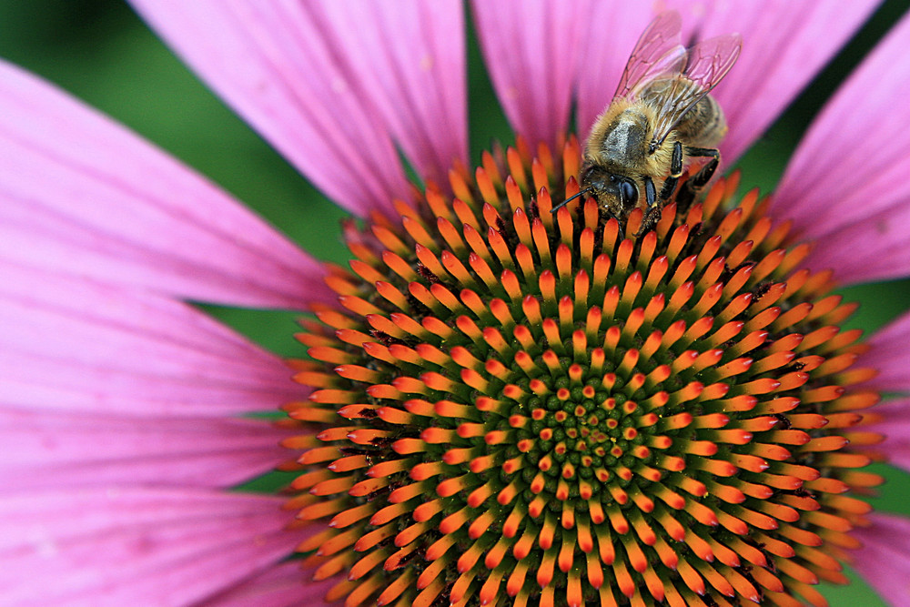 Ein fleissiges Bienchen