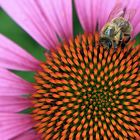 Ein fleissiges Bienchen