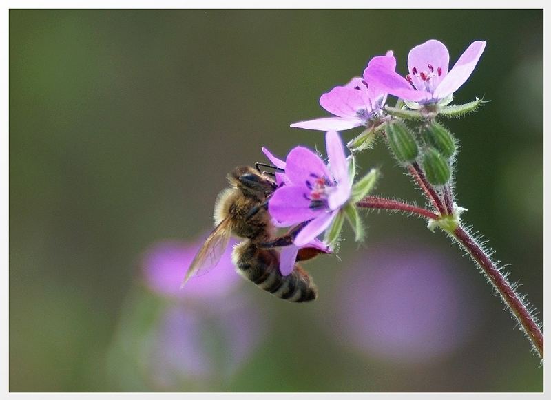 Ein fleissiges Bienchen