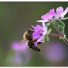 Ein fleissiges Bienchen