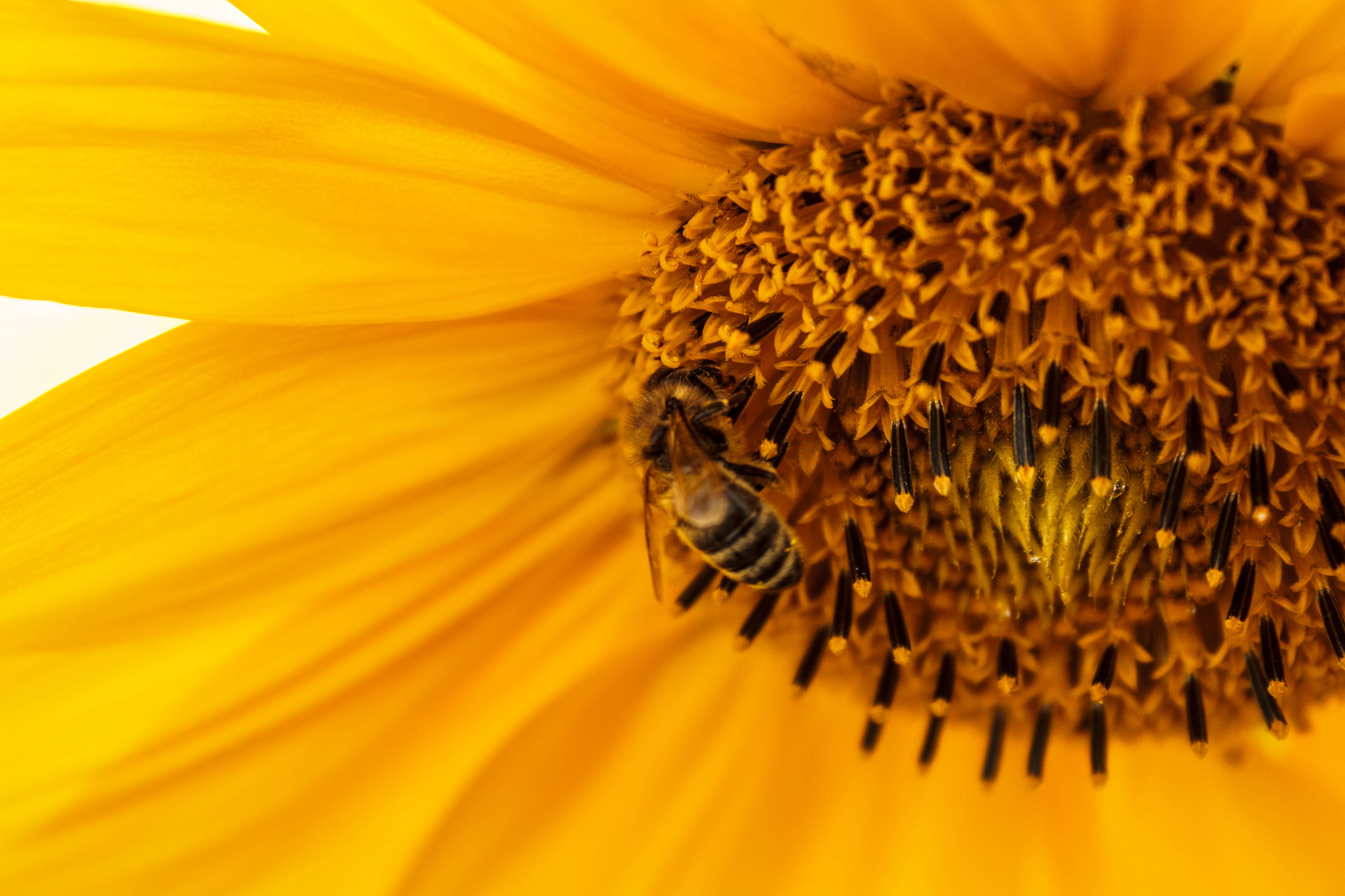 Ein fleißiges Bienchen bei der Arbeit