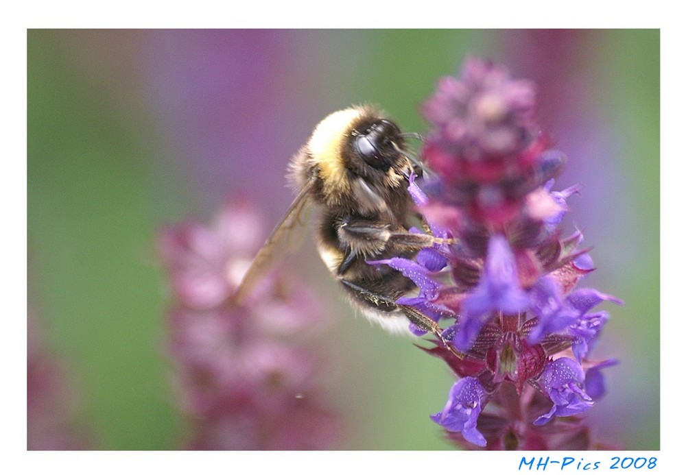 ein fleißiges Bienchen bei der Arbeit