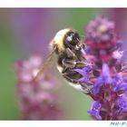 ein fleißiges Bienchen bei der Arbeit