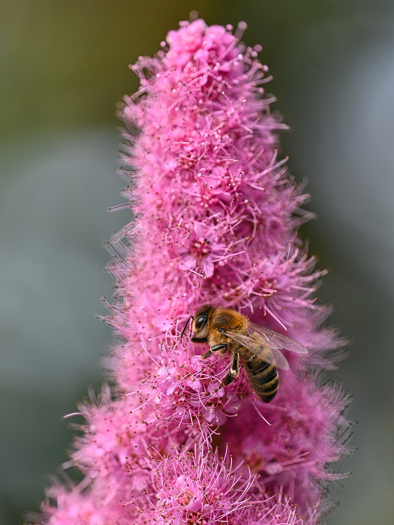 Ein fleißiges Bienchen bei seiner Arbeit