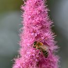 Ein fleißiges Bienchen bei seiner Arbeit