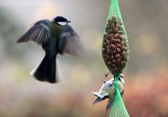 ein fliegender Engel