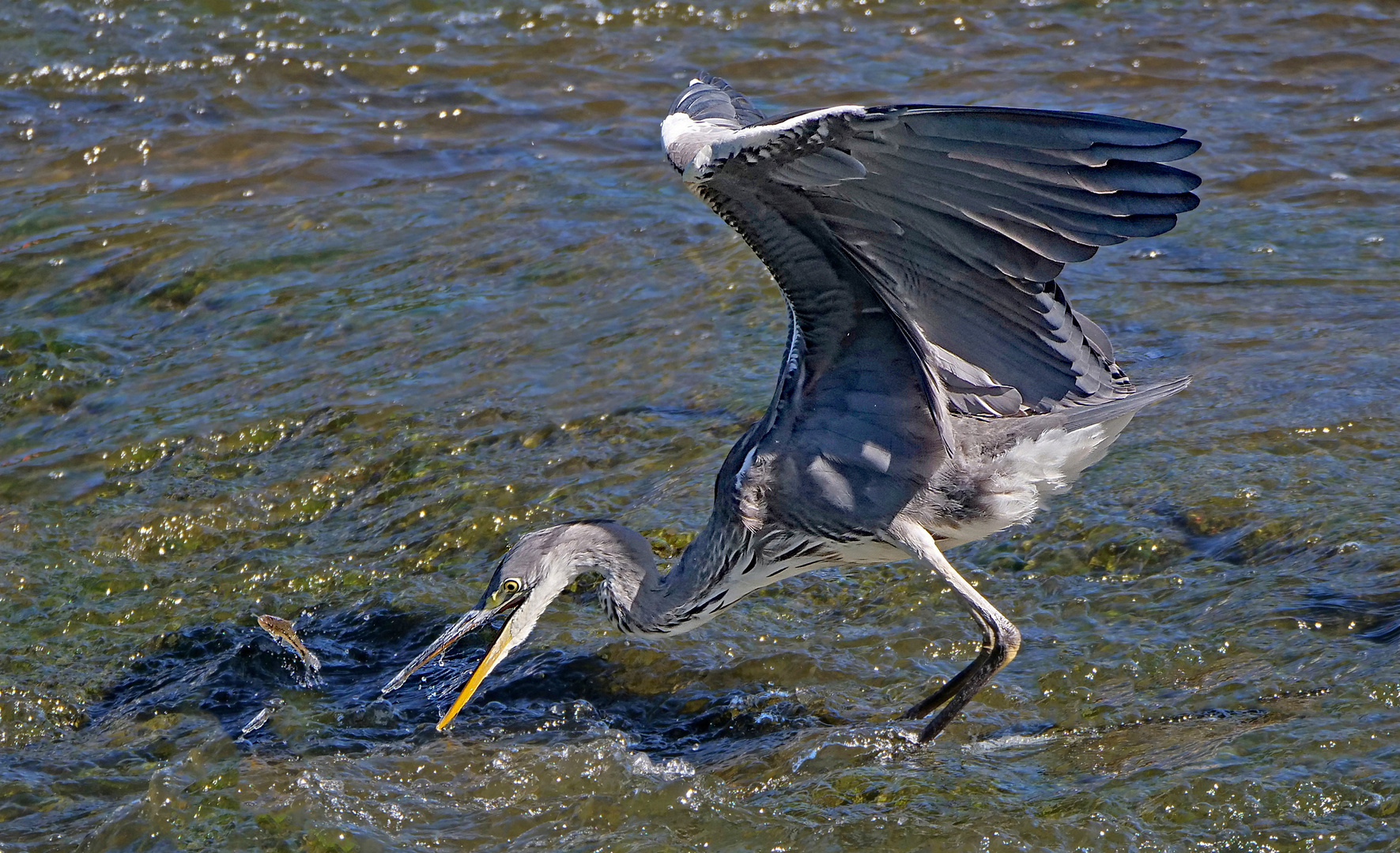 Ein fliegender Fisch