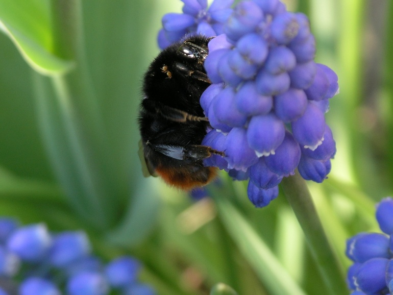 Ein fliegender Gastgeber