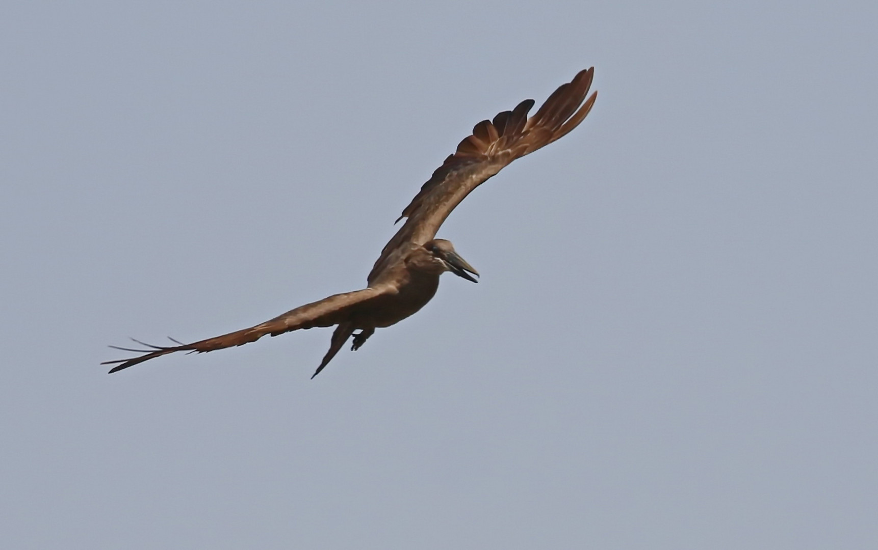 ein fliegender "Hammer"