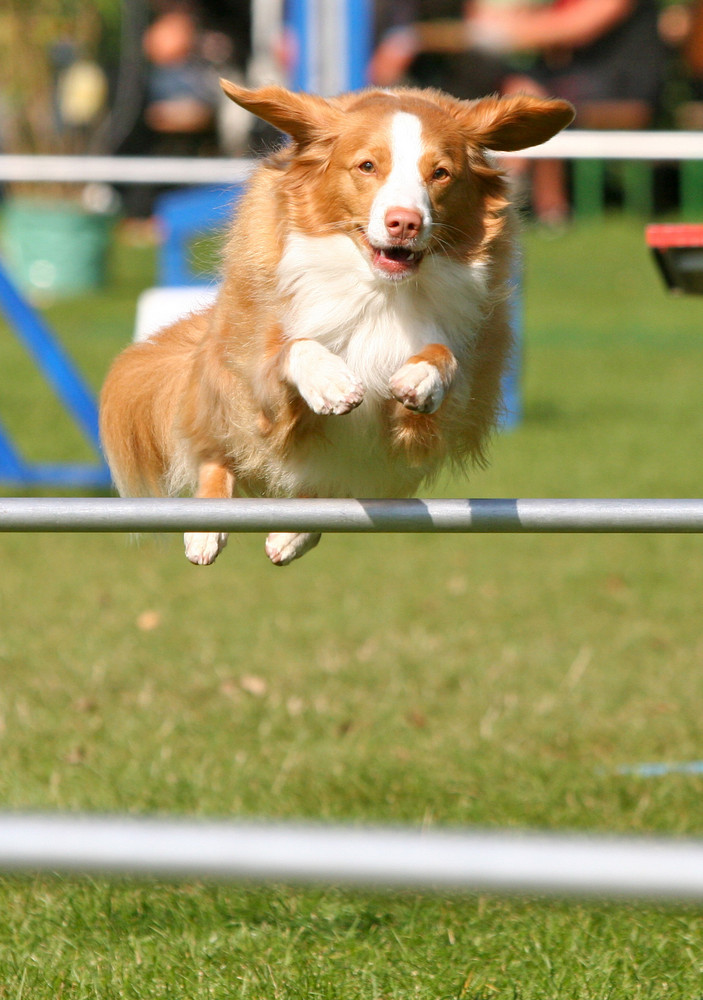 Ein fliegender Hund