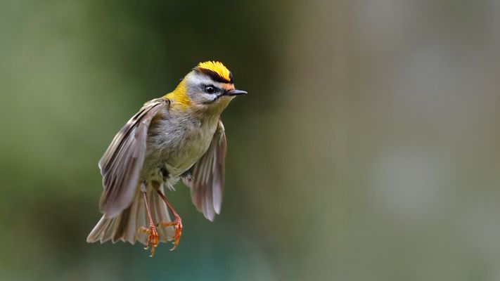 ein fliegender Punk...