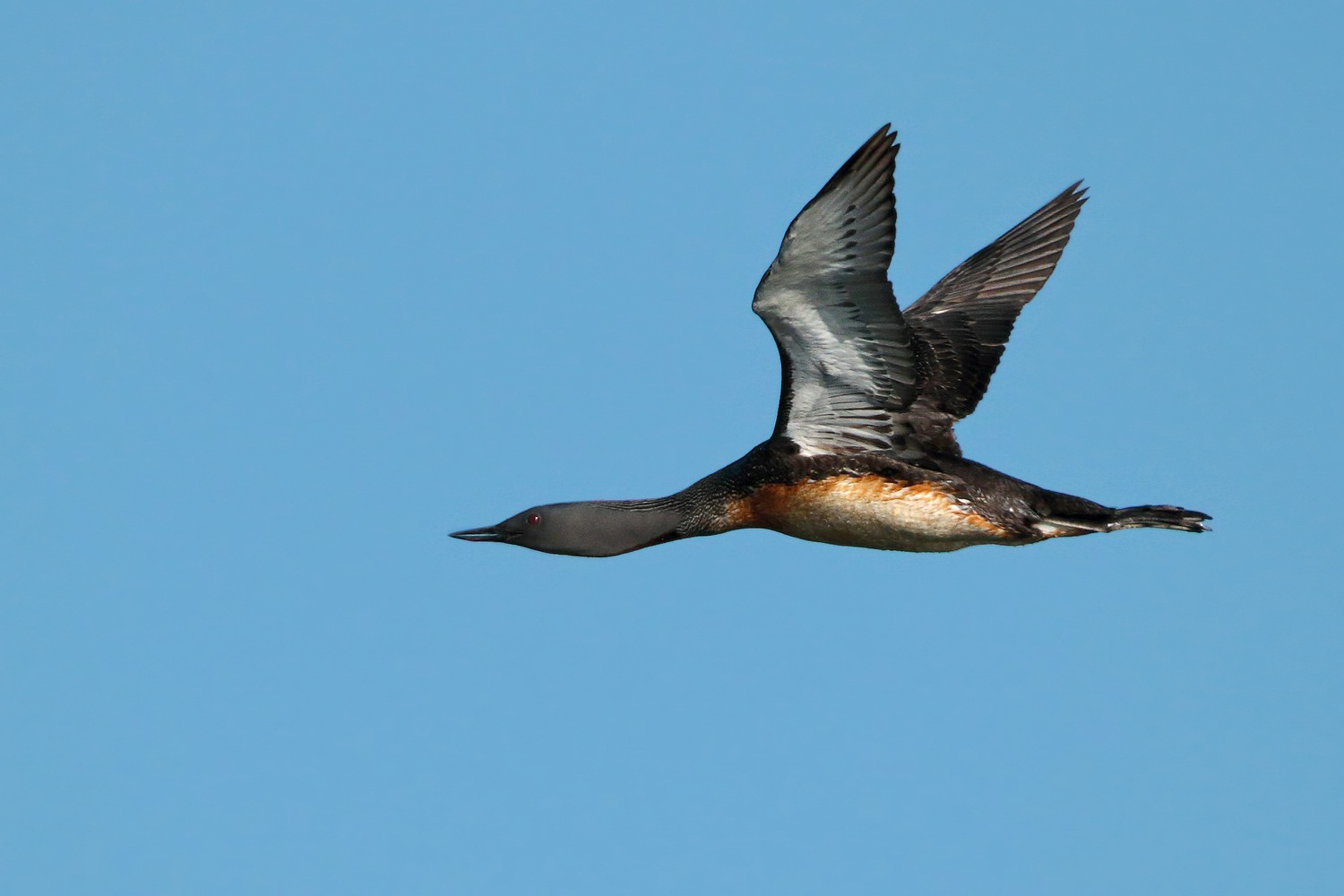 Ein fliegender Stern