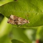 Ein fliegender Teppich - der Wickler Celypha lacunana